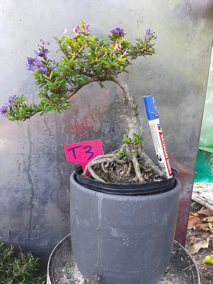 Linh sam 86 bonsai để bàn đã tạo dáng