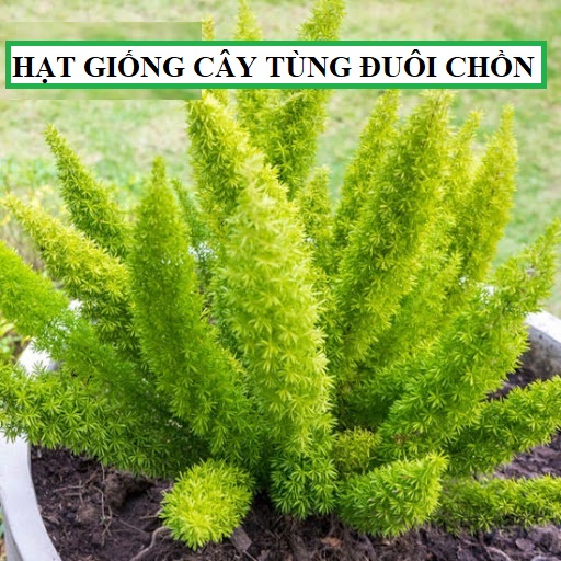 Hạt giống cây Tùng Đuôi Chồn - Gói 5 hạt