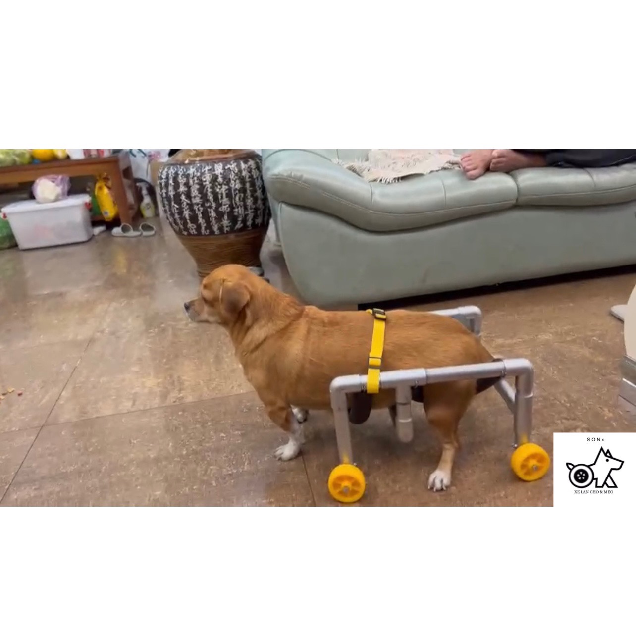 Xe lăn chó liệt mèo liệt [Giảm 35%]