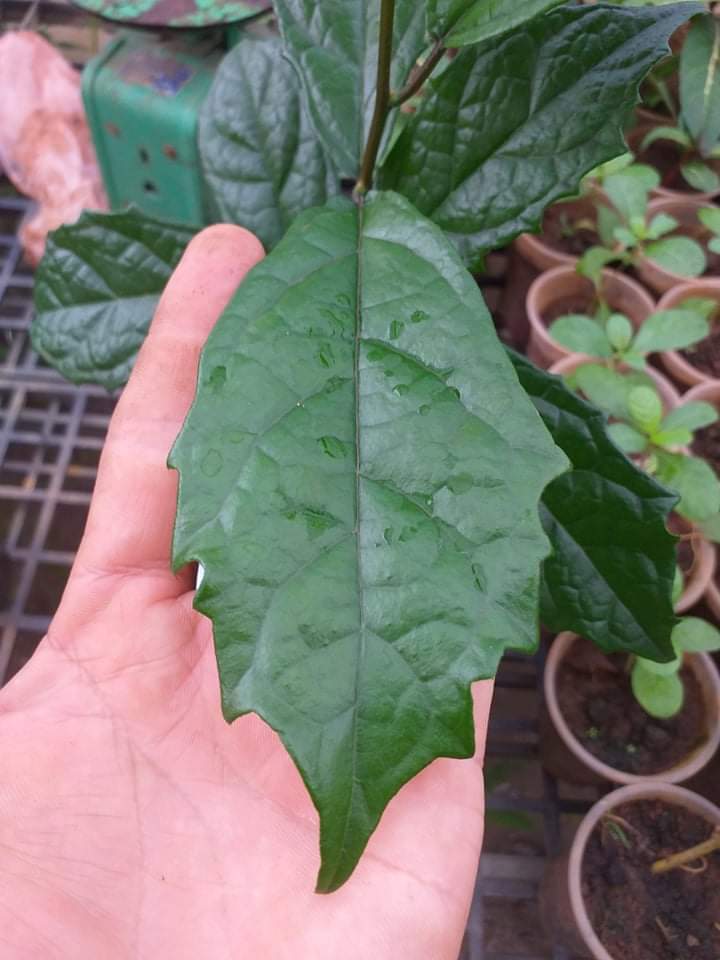 Cây xạ đen răng cưa