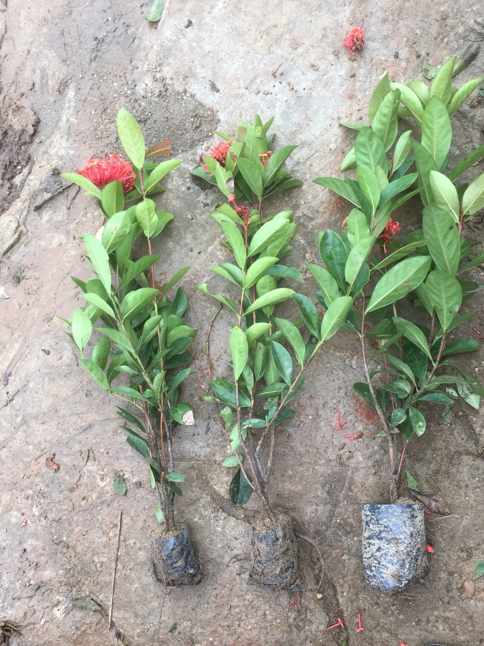 combo 3 bầu hoa mẫu đơn đỏ mỹ(hoa trang hồng đỏ)