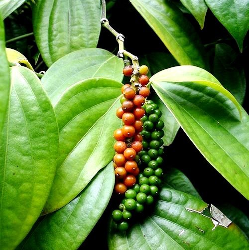 CÂY GIỐNG HỒ TIÊU - CÂY TIÊU GIỐNG