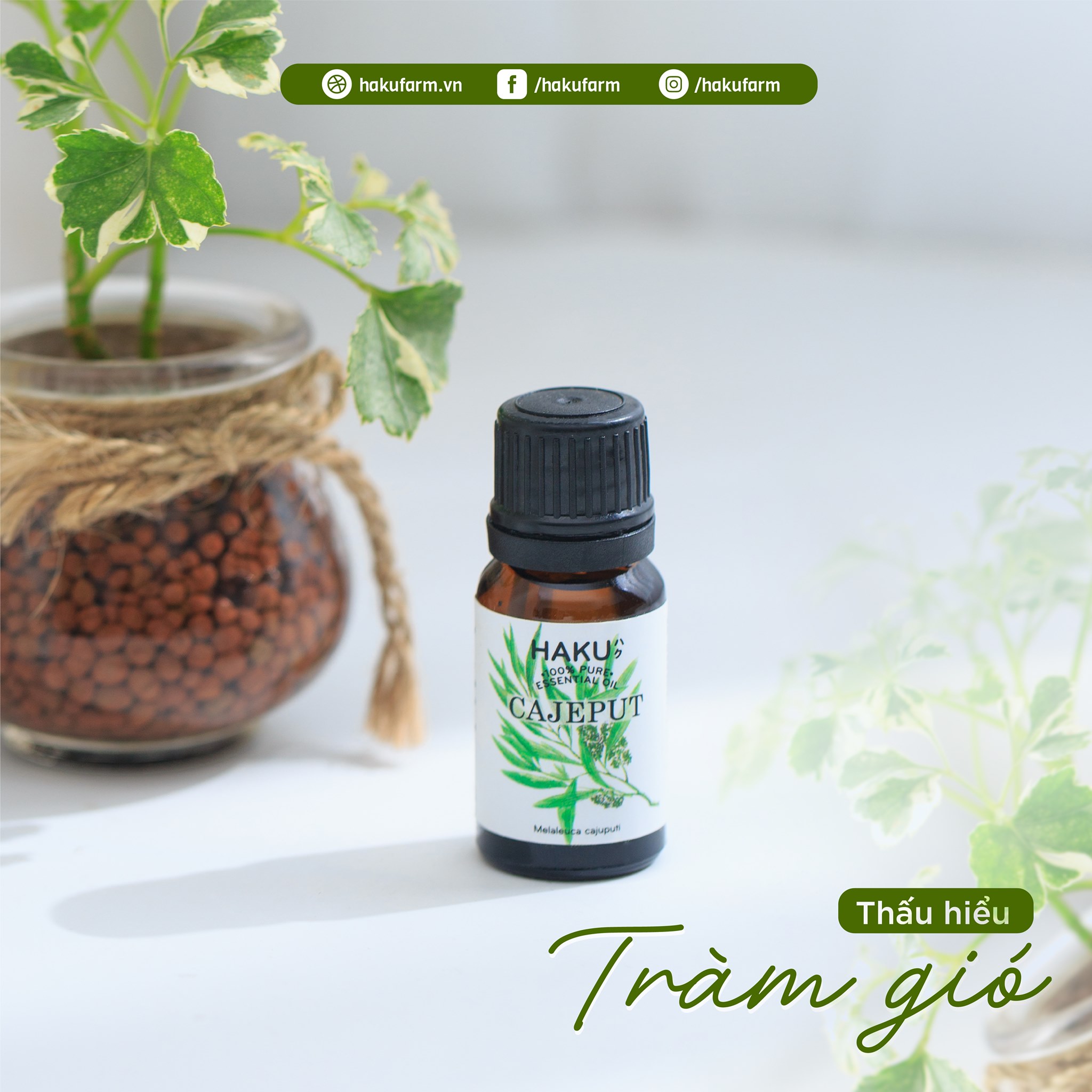 Tinh Dầu Tràm Gió HAKU 10ml