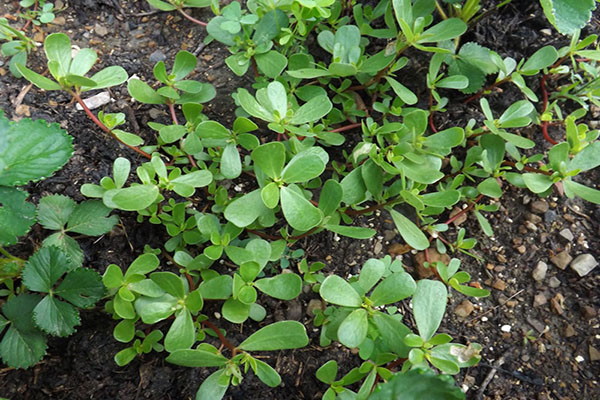 Hạt giống rau Sâm Đất (rau sam)