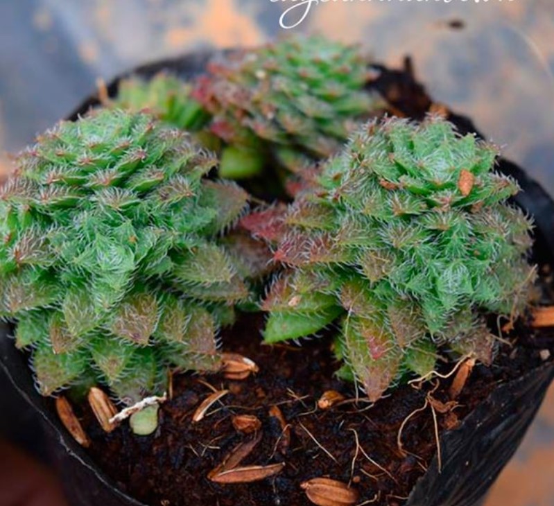 SEN ĐÁ SEDUM LÔNG - ĐÀ LẠT - LỖI 1 ĐỔI 1