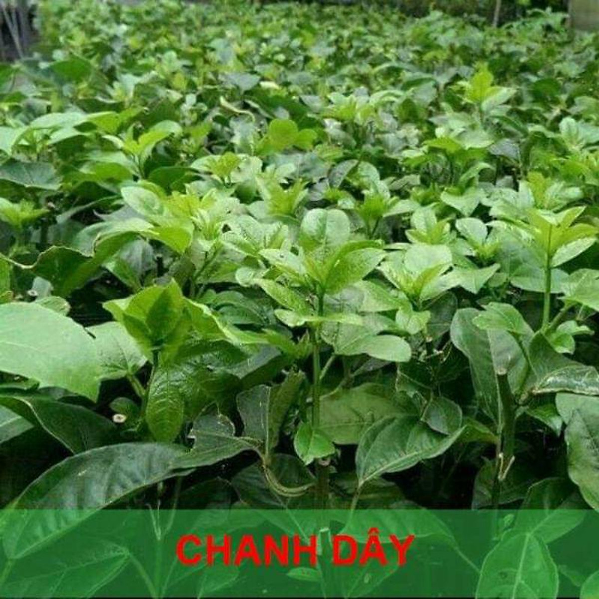 CÂY GIỐNG CHANH DÂY VÀNG nhật bản (3 tháng cho trái)