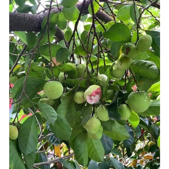 Cây giống chay ruột đỏ ghép (Cây đẹp, bao đổi trả)
