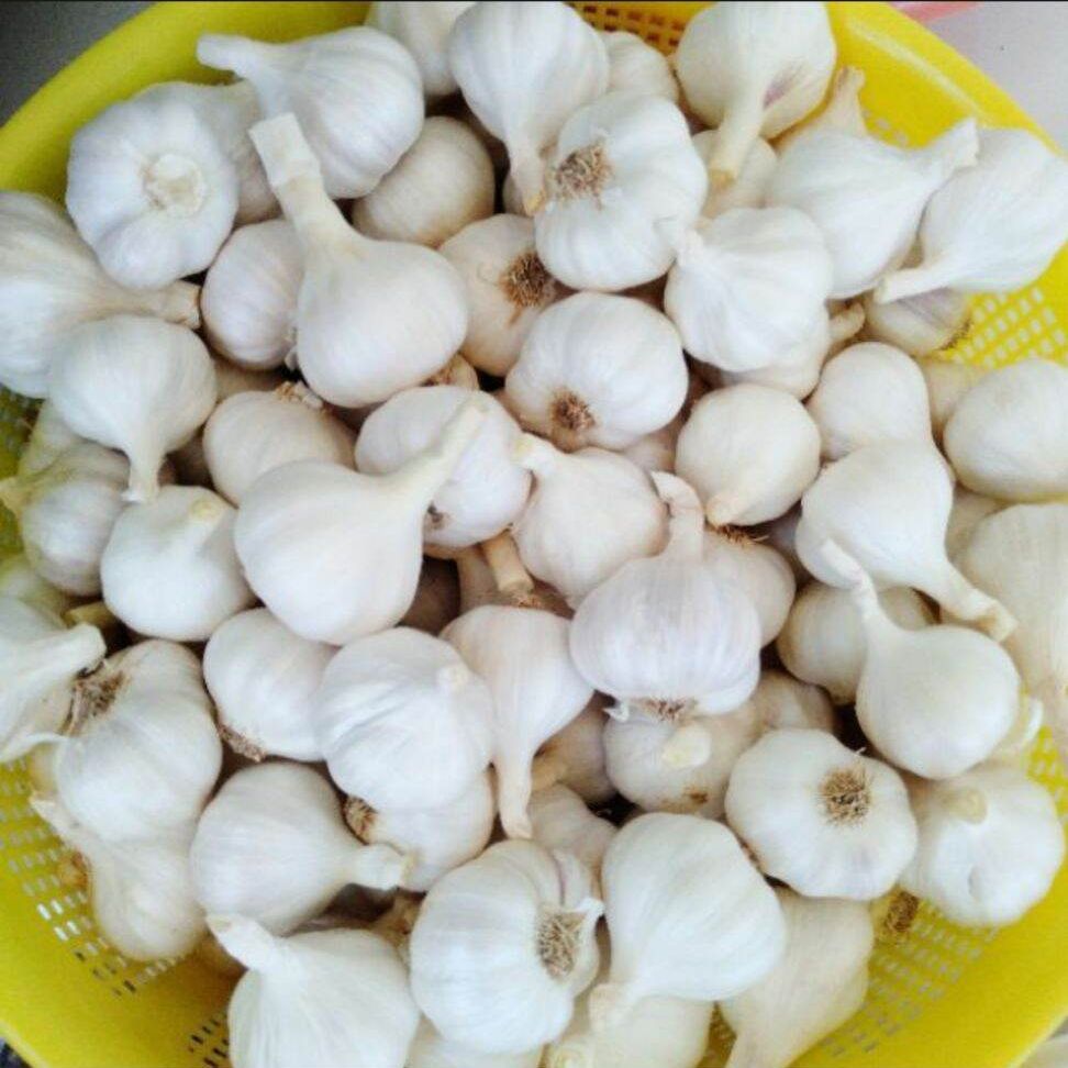 1kg tỏi phan rang