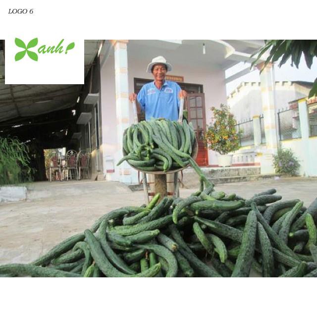 Hạt Giống Dưa Leo Nhật F1 JL41