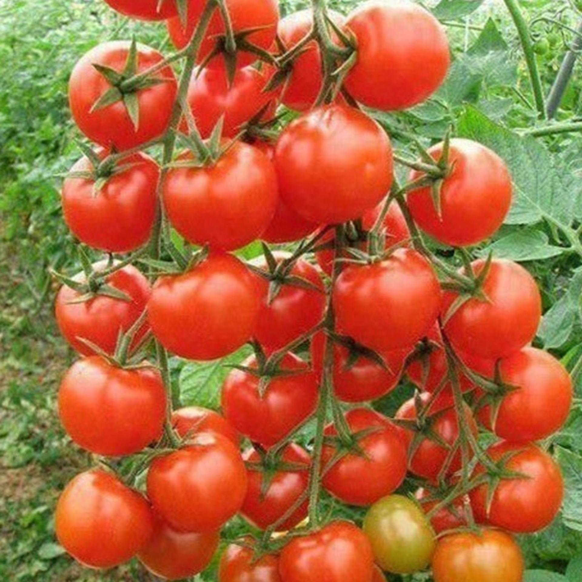 1g Hạt giống Cà chua bi F1 (tặng Kích nẩy mầm, Hướng dẫn ươm)