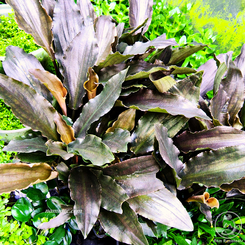 Cây Tiêu Thảo Đỏ (Lagenandra Meeboldii RED) | Cây Thuỷ Sinh Đẹp - Dễ Chăm Sóc