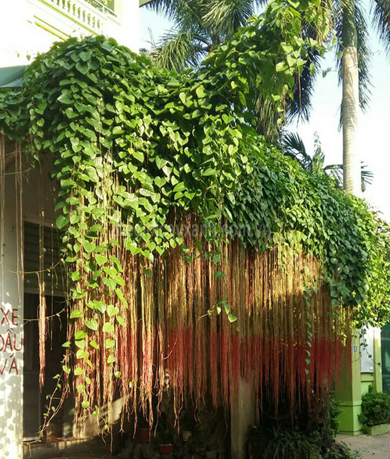 Dây Leo Liêm Hồ Đằng- cây giống