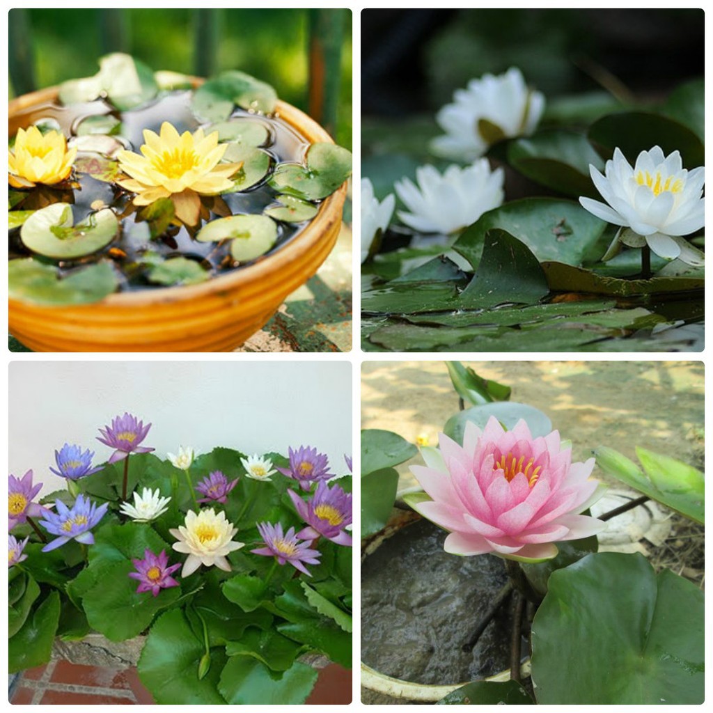 [FreeShip] Hạt Giống Hoa Súng Thái Mini Mix Màu