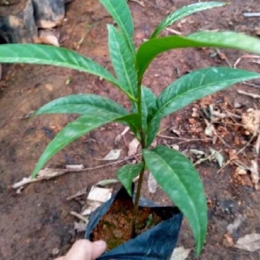 Cây trứng gà ( Lêkima) chất lượng cao