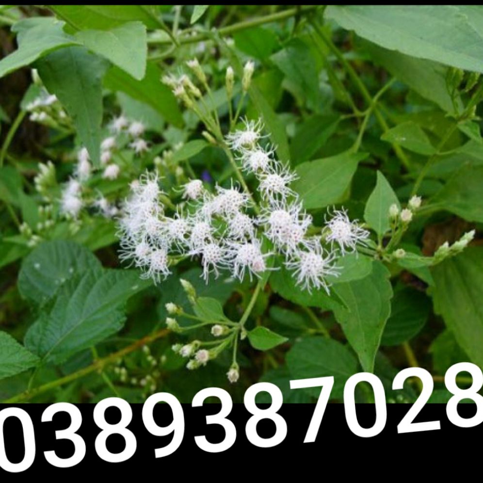 cây cộng sản,1kg(cỏ lào,bớp bớp,phân xanh)