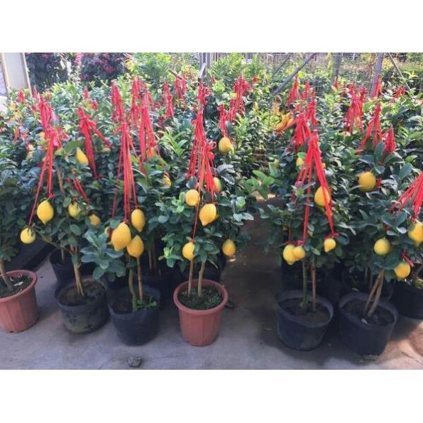 [FREESHIP - Xả Khô Máu] Giống chanh vàng mỹ