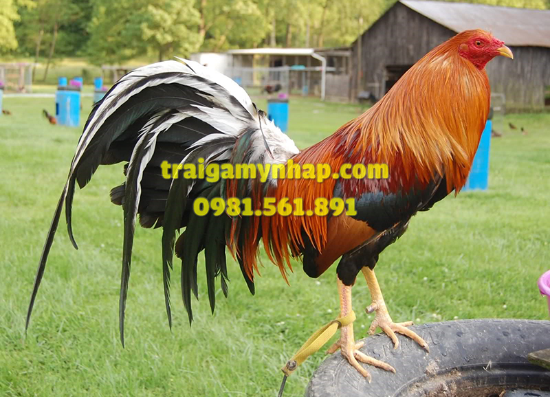 10 Trứng Gà Mỹ