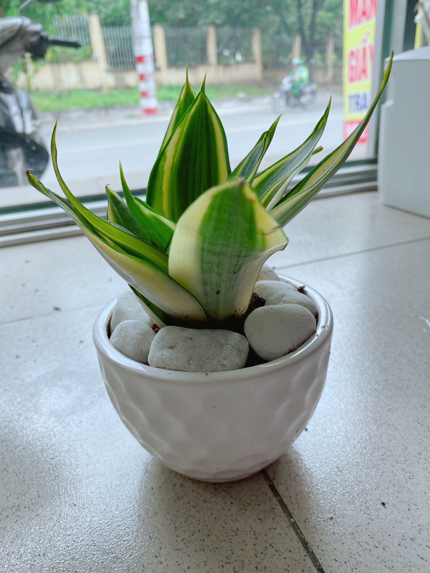 [HCM]Chậu Lưỡi Hổ Thái