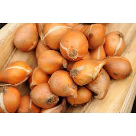 combo 5 CỦ HOA TUY LíP