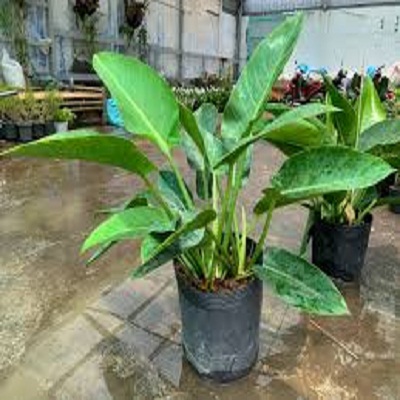 Cây trầu bà đế vương xanh