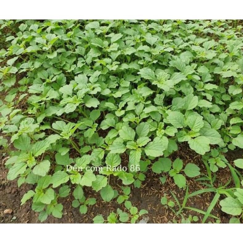 10gr hạt giống rau dền cơm Rạng Đông