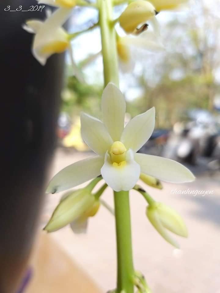 Hoa phong lan, Lan kiếm trắng minh tuyết hàng giông