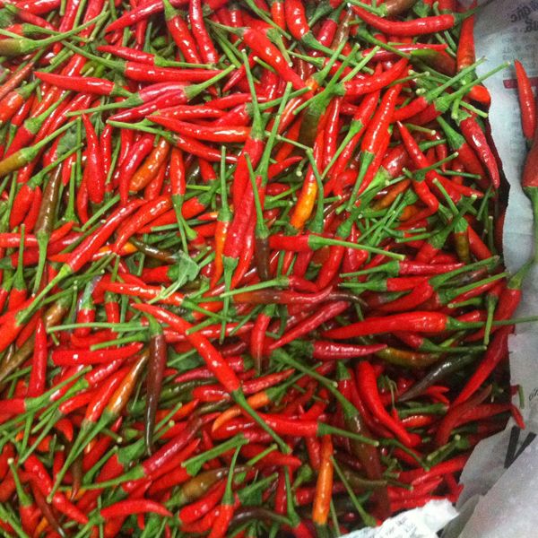 Hạt Giống Ớt Hiểm Sai Trái (20 Hạt)