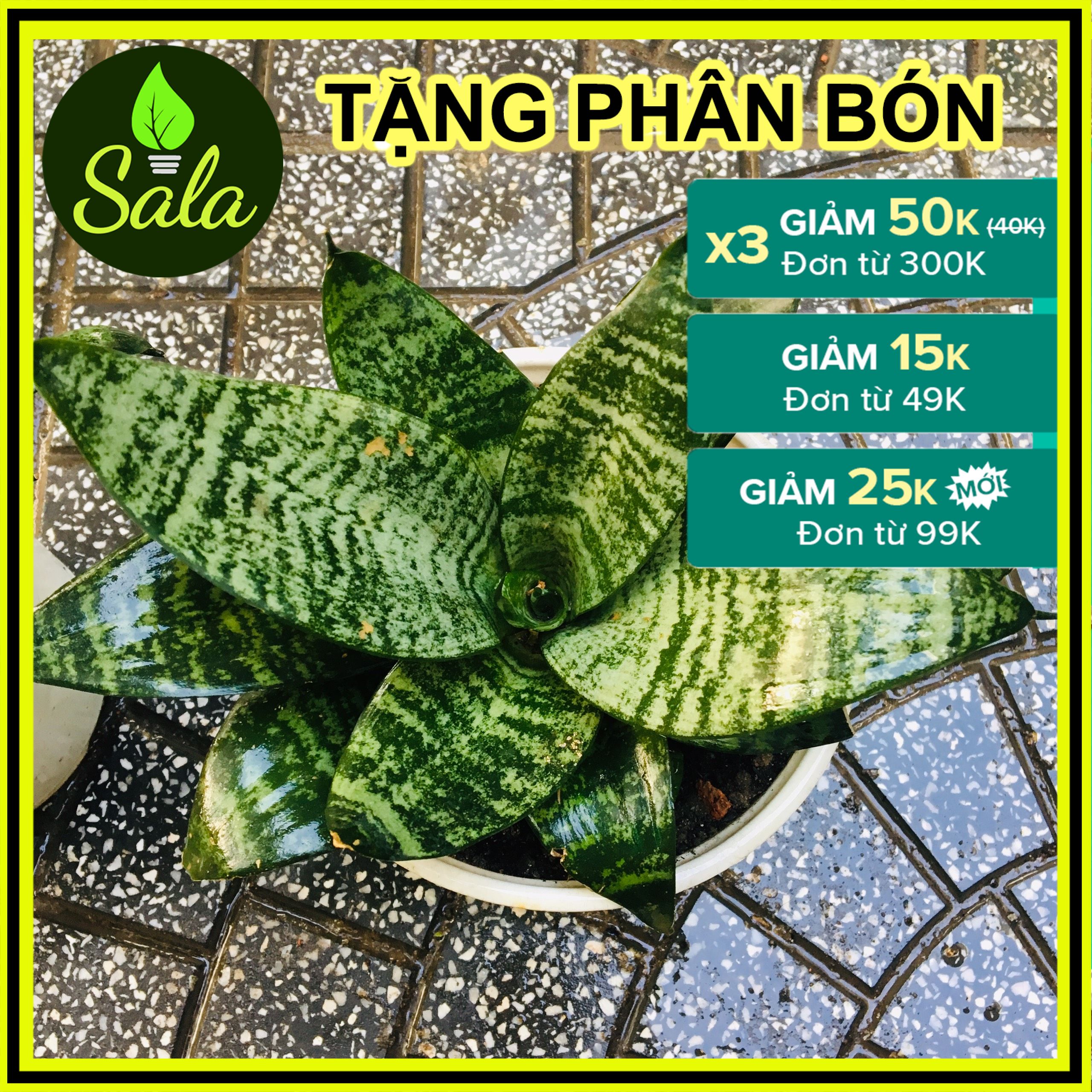 CÂY LƯỠI HỔ LÙN XANH XÒE Y HÌNH