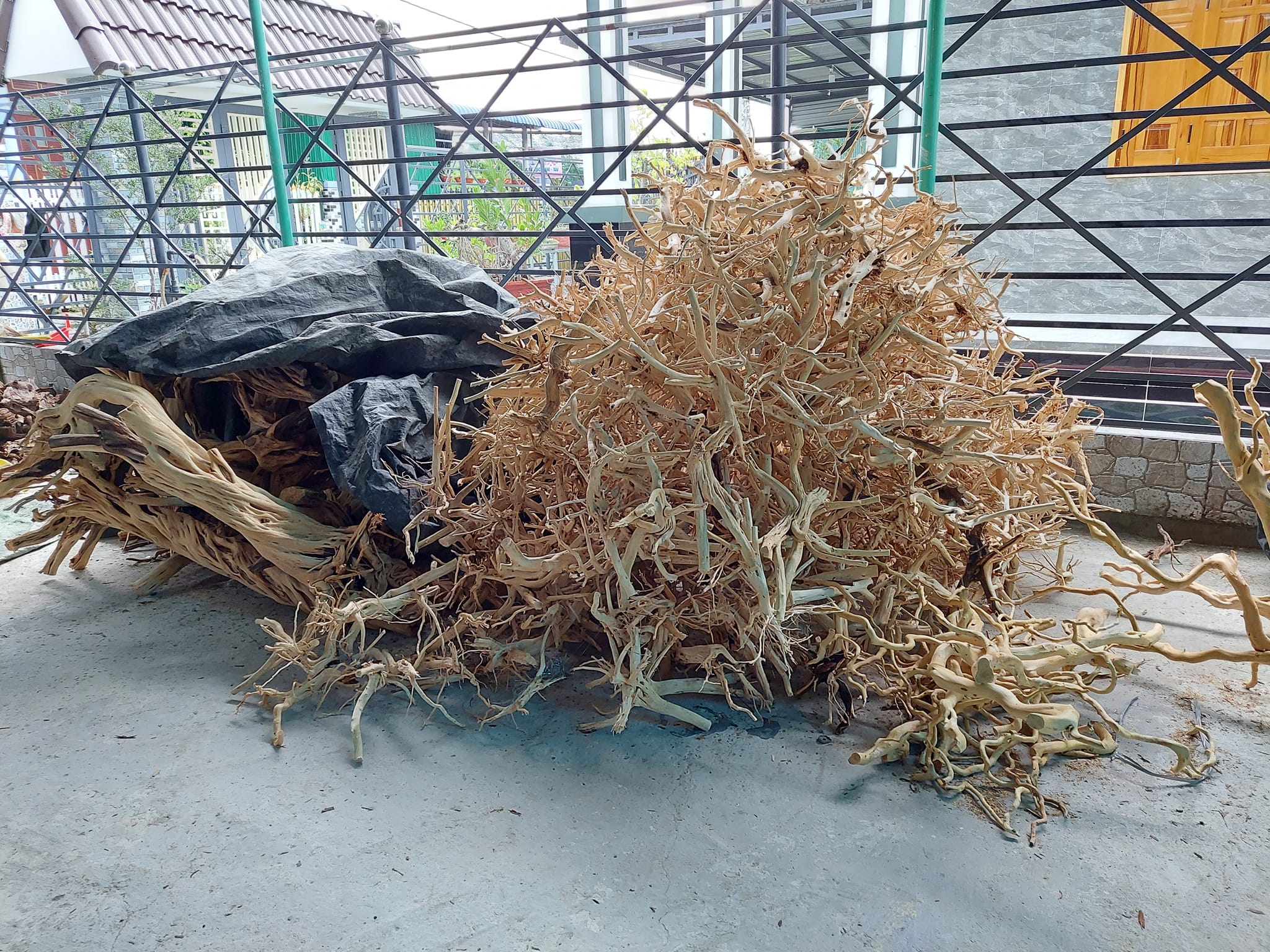 LŨA THUỶ SINH - LŨA HẢI SA QUỲ ( HÀNG ĐẸP TUYỂN CHỌN ĐỦ SIZE HỒ)