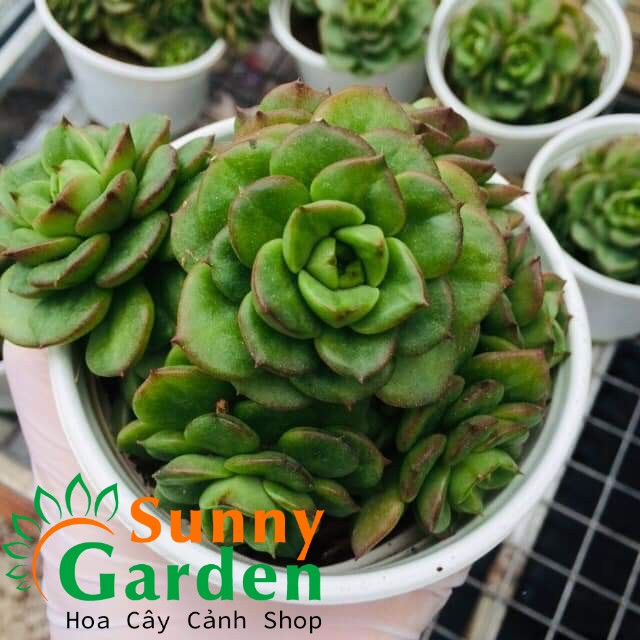 Sen Đá Xanh Ngọc Bụi, Size Trung