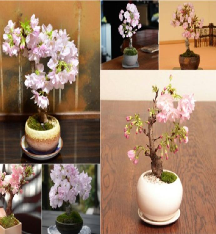 Bộ 3 gói hạt giống hoa anh đào -  ( tặng kèm 1 gói thuốckích hạt nảy mầm )