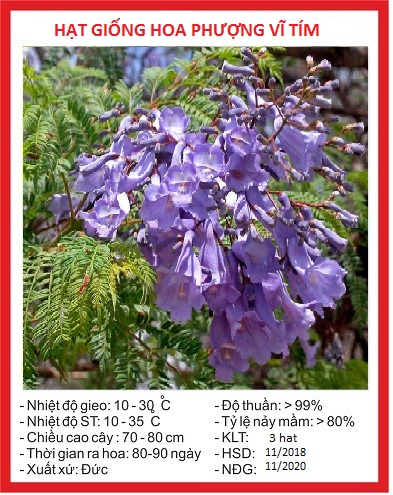 Hạt giống hoa Phượng Tím - 5 hạt.gói