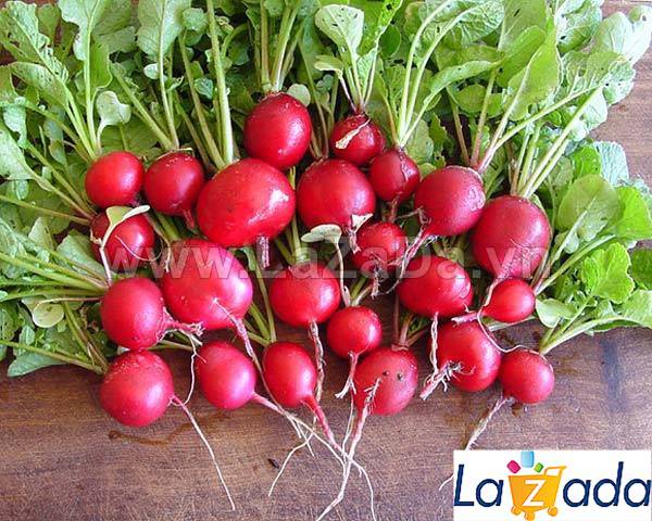 1Gr Hạt Giống Củ Cải Đỏ Cherry (A1.205| G10*W64*M211)