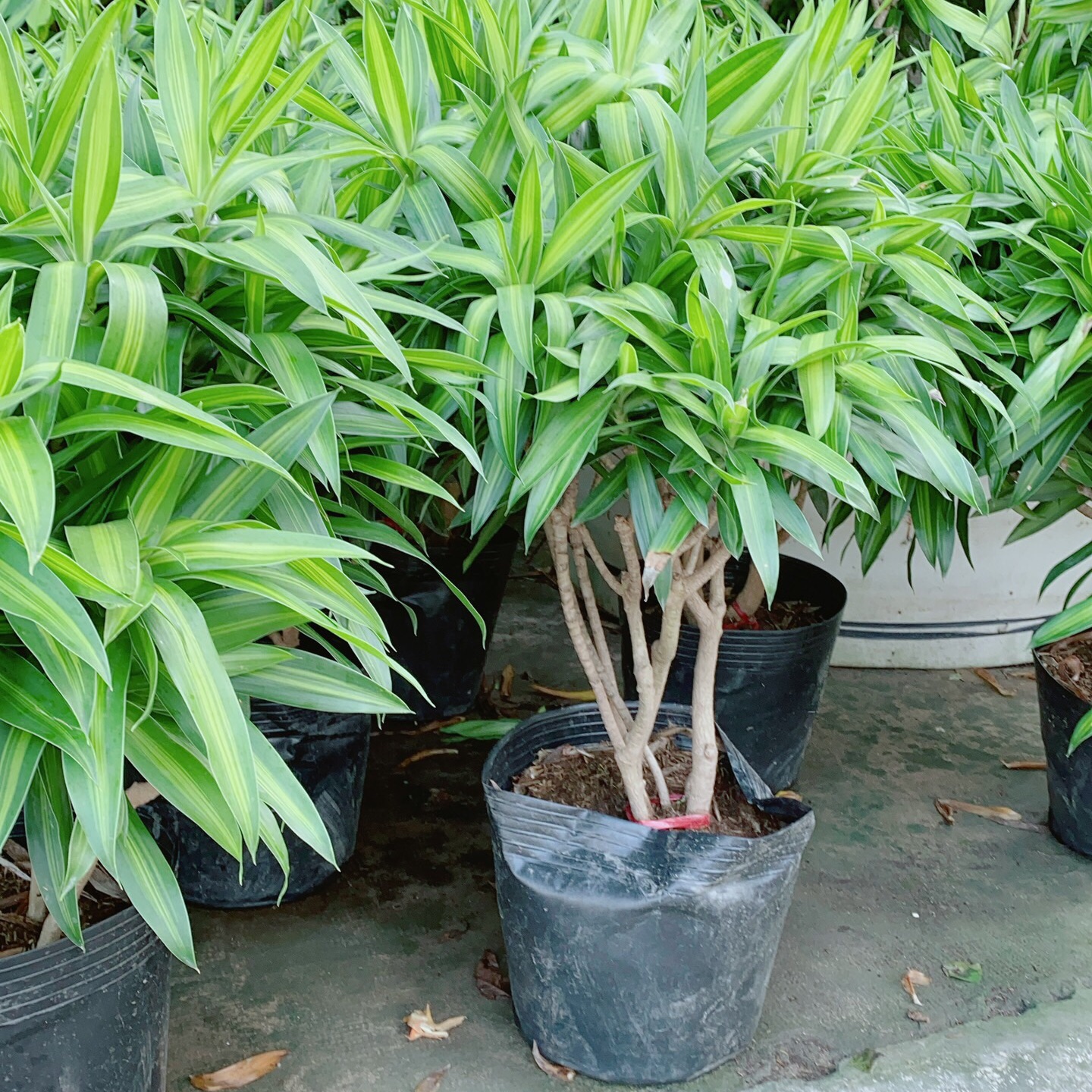 Trúc Bách Hợp