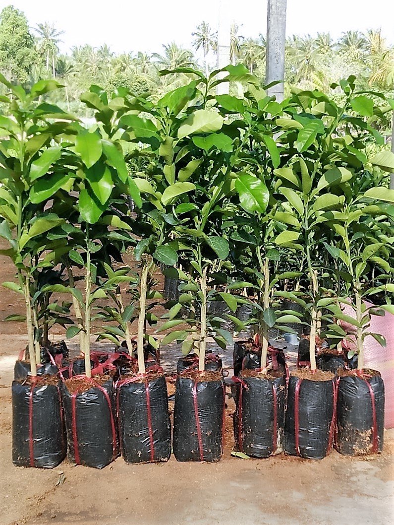 Cây giống bưởi da xanh - FREE SHIP TỪ 50K