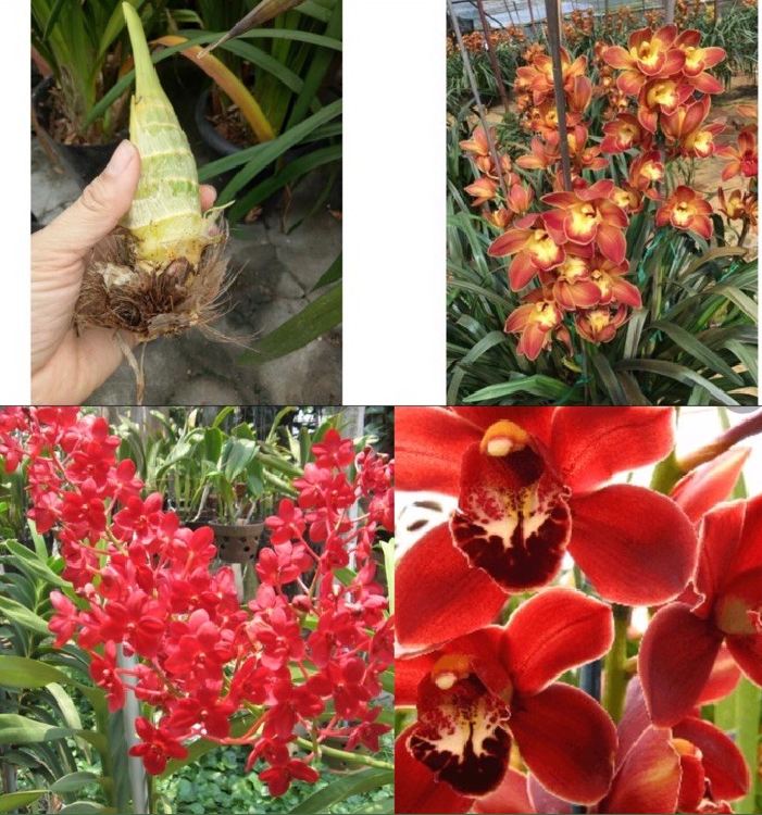 COMBO 3 củ giống hoa địa lan santo hoa Đỏ - ( 3 củ ) VTNT