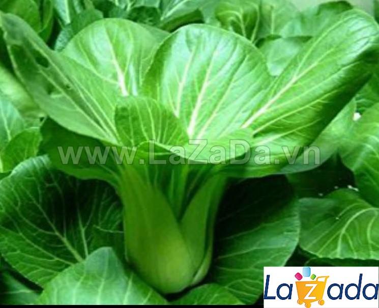 [HCM]BỘ 5GÓI 20Gr Hạt Giống Cải Thìa (A1.206| W12*X41)