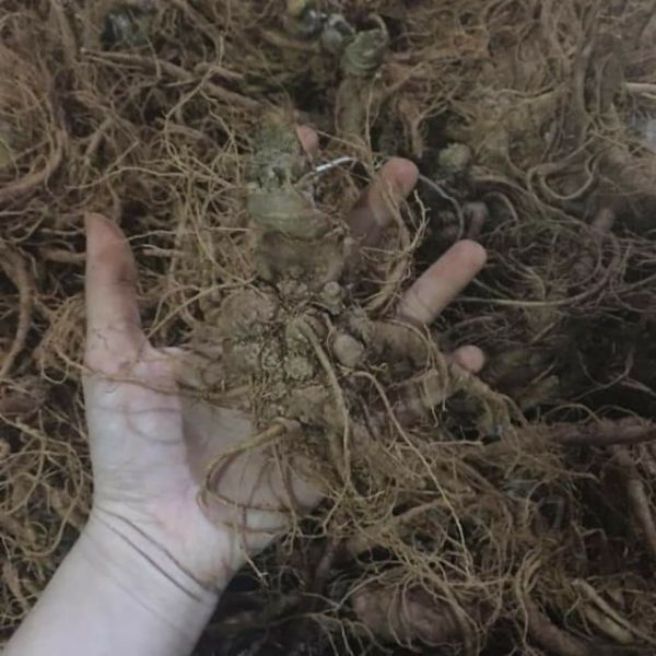 Sỉ toàn quốc 500g củ tam thất tươi