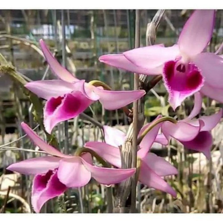 giả hac di linh tím xuân