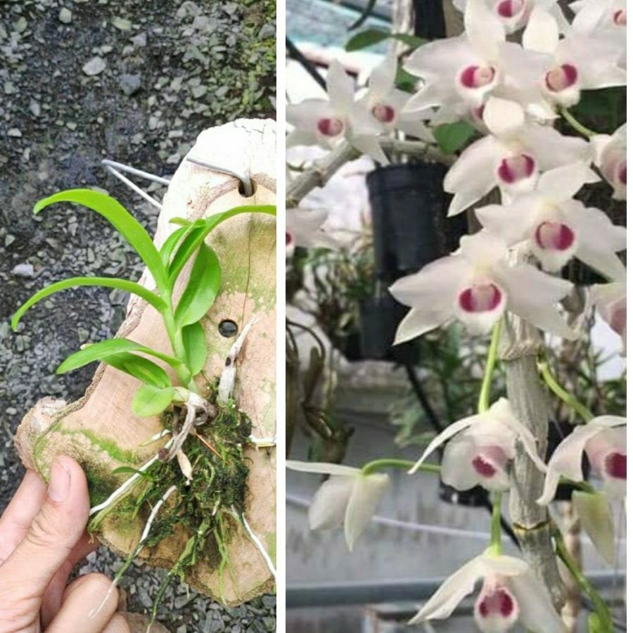 Trầm trắng mắt đỏ Đài Loan - Bảng thuần