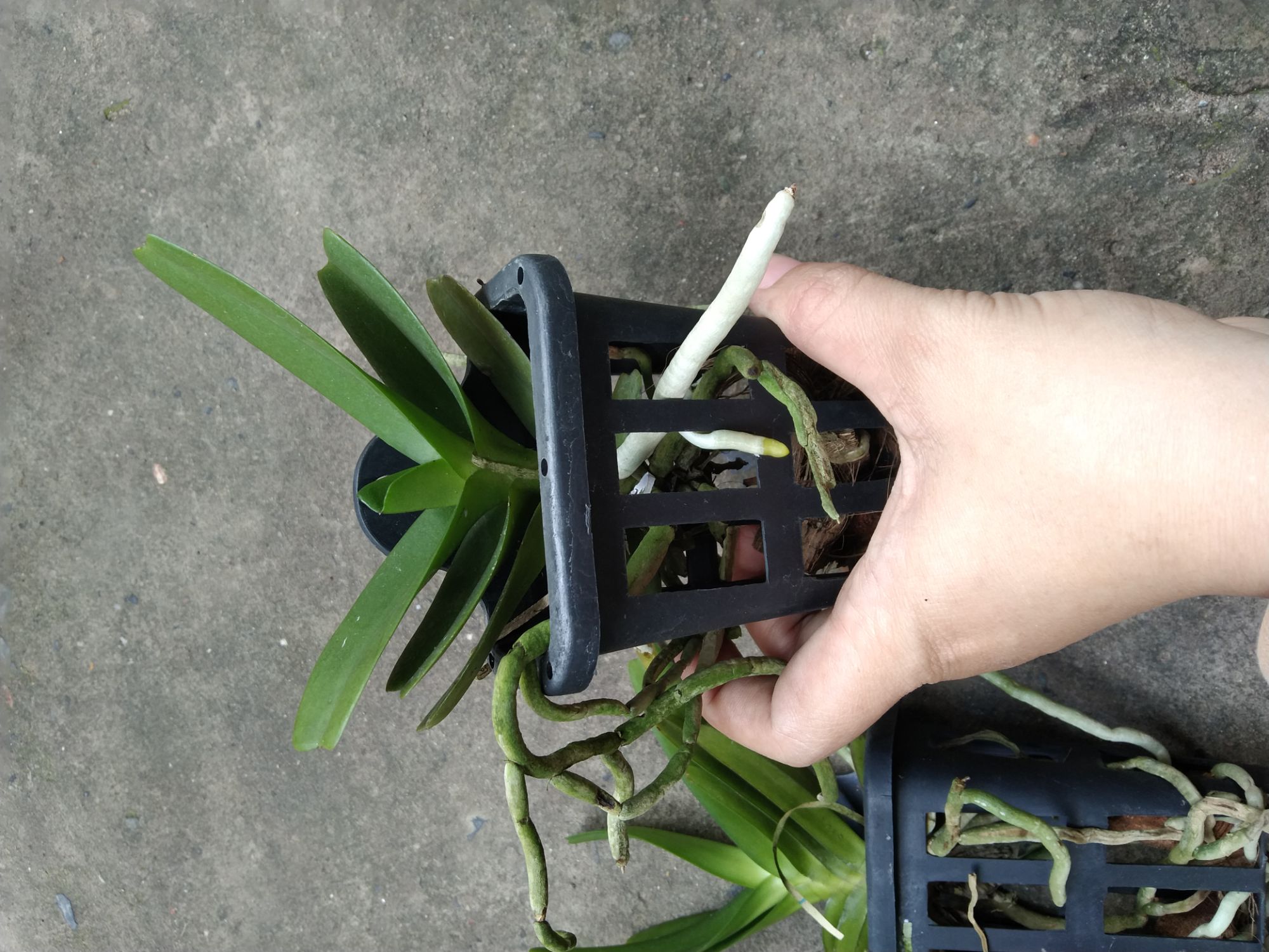 Hoàng nhạn Thái hoa thơm
