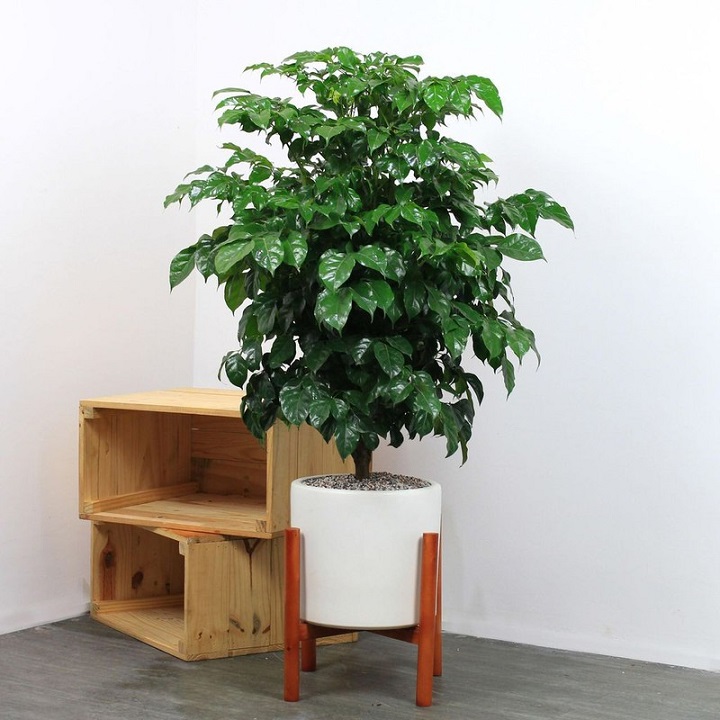 CÂY HẠNH PHÚC, CÂY MANG ĐẾN SỰ ĐẦM ẤM, HẠNH PHÚC CHO GIA CHỦ