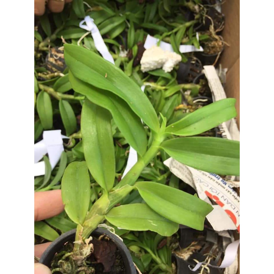 Hoa lan trầm vàng giống hoa thơm