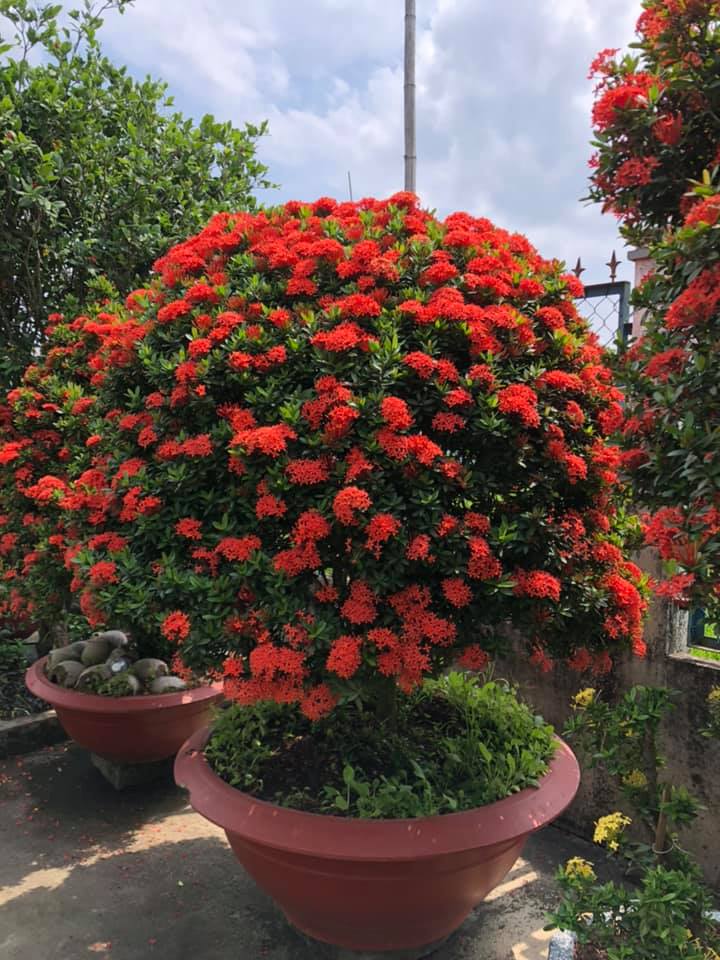 hoa mẫu đơn đỏ hồng mỹ -bầu cây lớn đang hoa | Lazada.vn