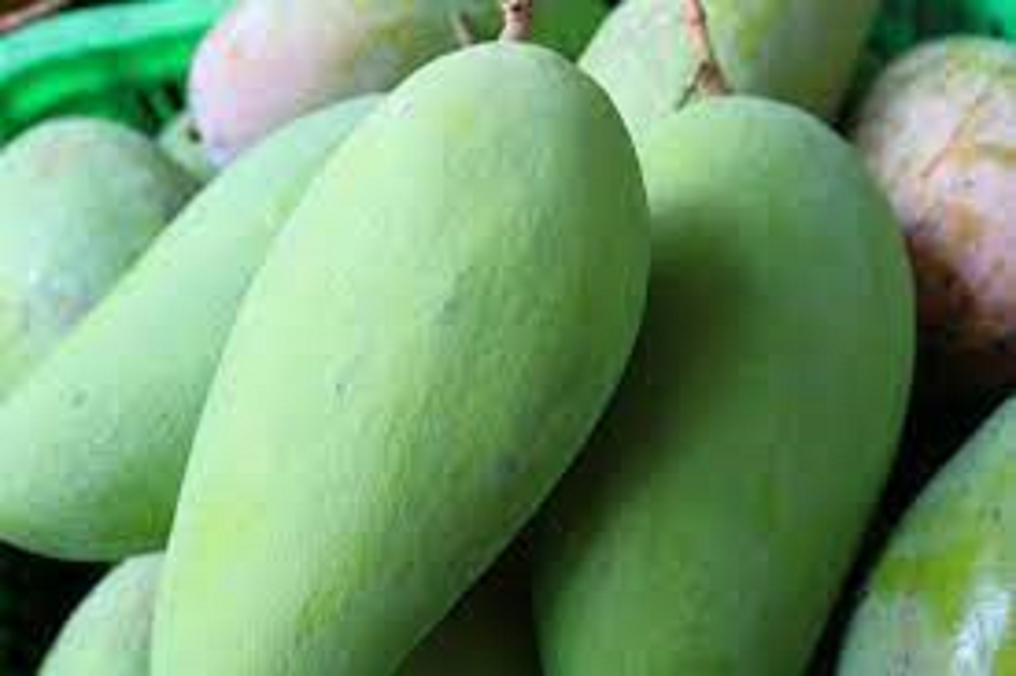 Cây giống Xoài Tượng [ Trái siêu to nặng 1 kg ]. [ Cây ghép siêu sớm ].