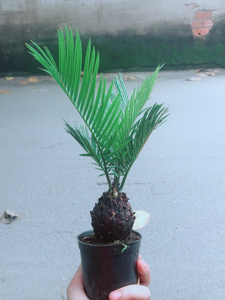 Thiên Tuế Mini