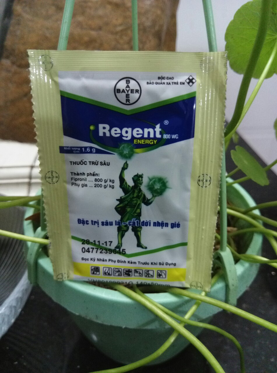 Thuốc trừ sâu diệt kiến Regent cho lan