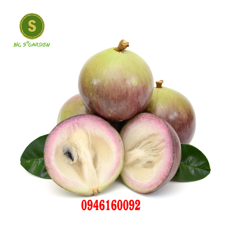 Cây Giống Vú sữa - Đủ Loại