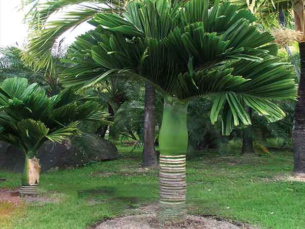 combo 5 cây cau lùn tứ quý