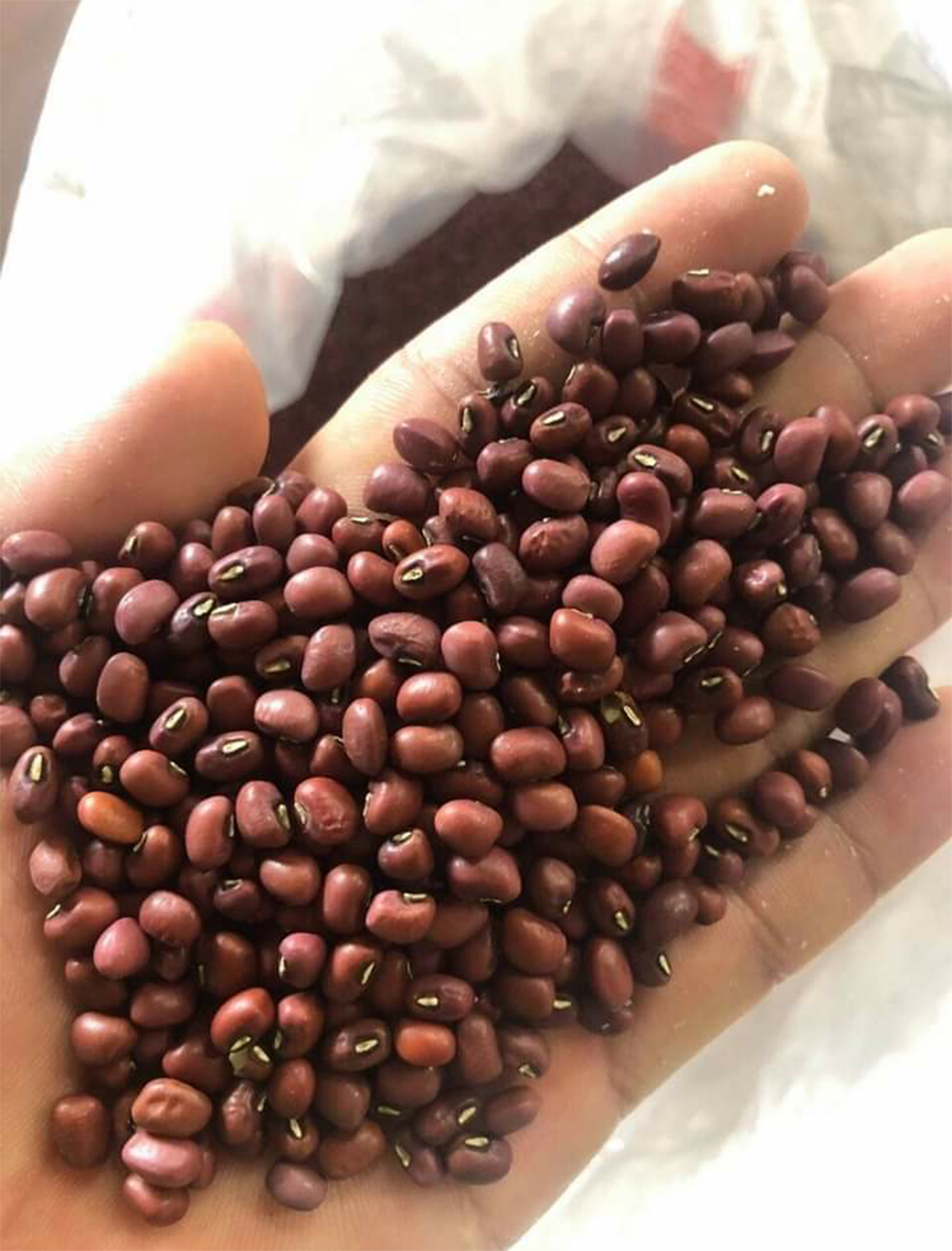 FREESHIP MAX -đậu đỏ,đậu quê hạt chắc đẹp,không lép,bịch 1kg- NÔNG SẢN VÙNG CAO NGUYÊN